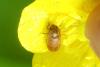 Byturus sp.